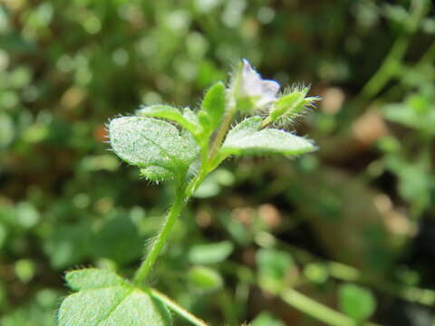 Image of ivy-leaved speedwell