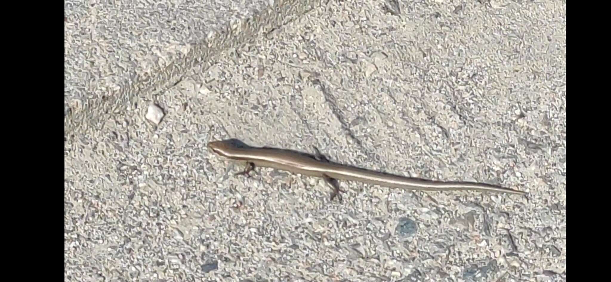 Image of Desert Lidless Skink