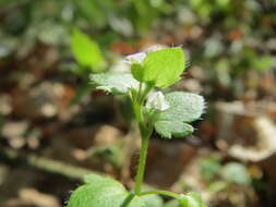 Image of ivy-leaved speedwell