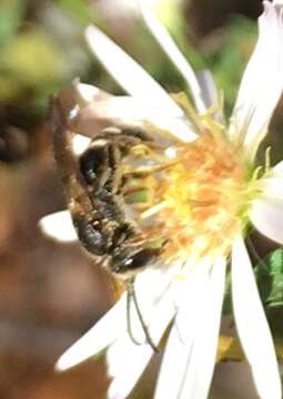 Lasioglossum fuscipenne (Smith 1853) resmi