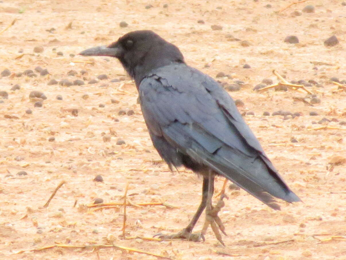 Image of Corvus capensis capensis Lichtenstein & Mhk 1823