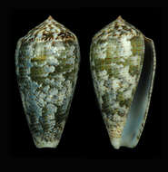 Image of Conus barbara Brazier 1898