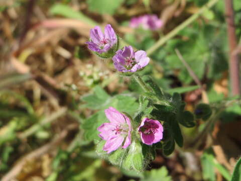 Imagem de Geranium molle L.