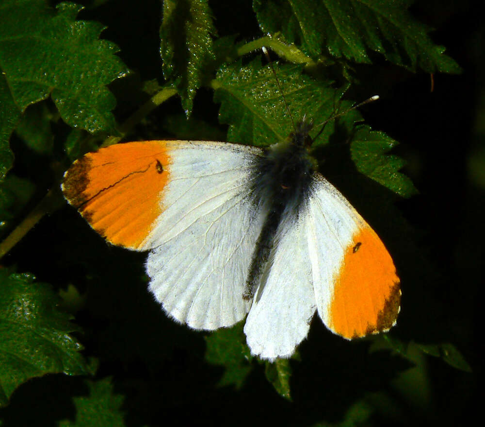 Image of orange tip