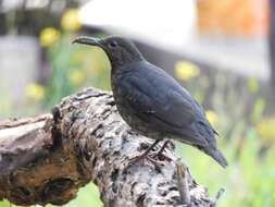 Image of Long-billed Thrush