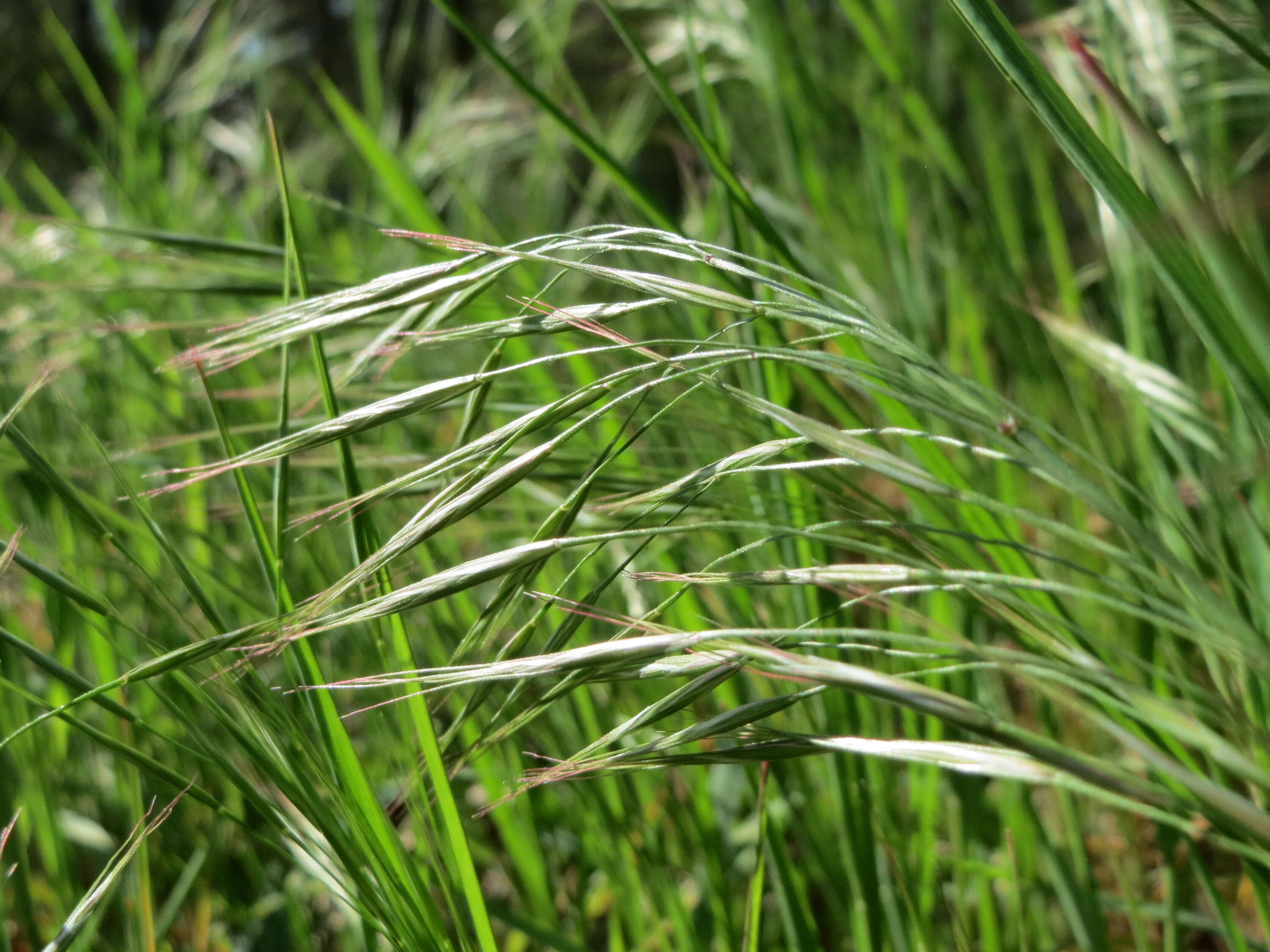 Image of Barren Brome