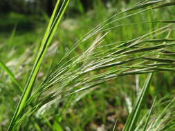 Image of Barren Brome