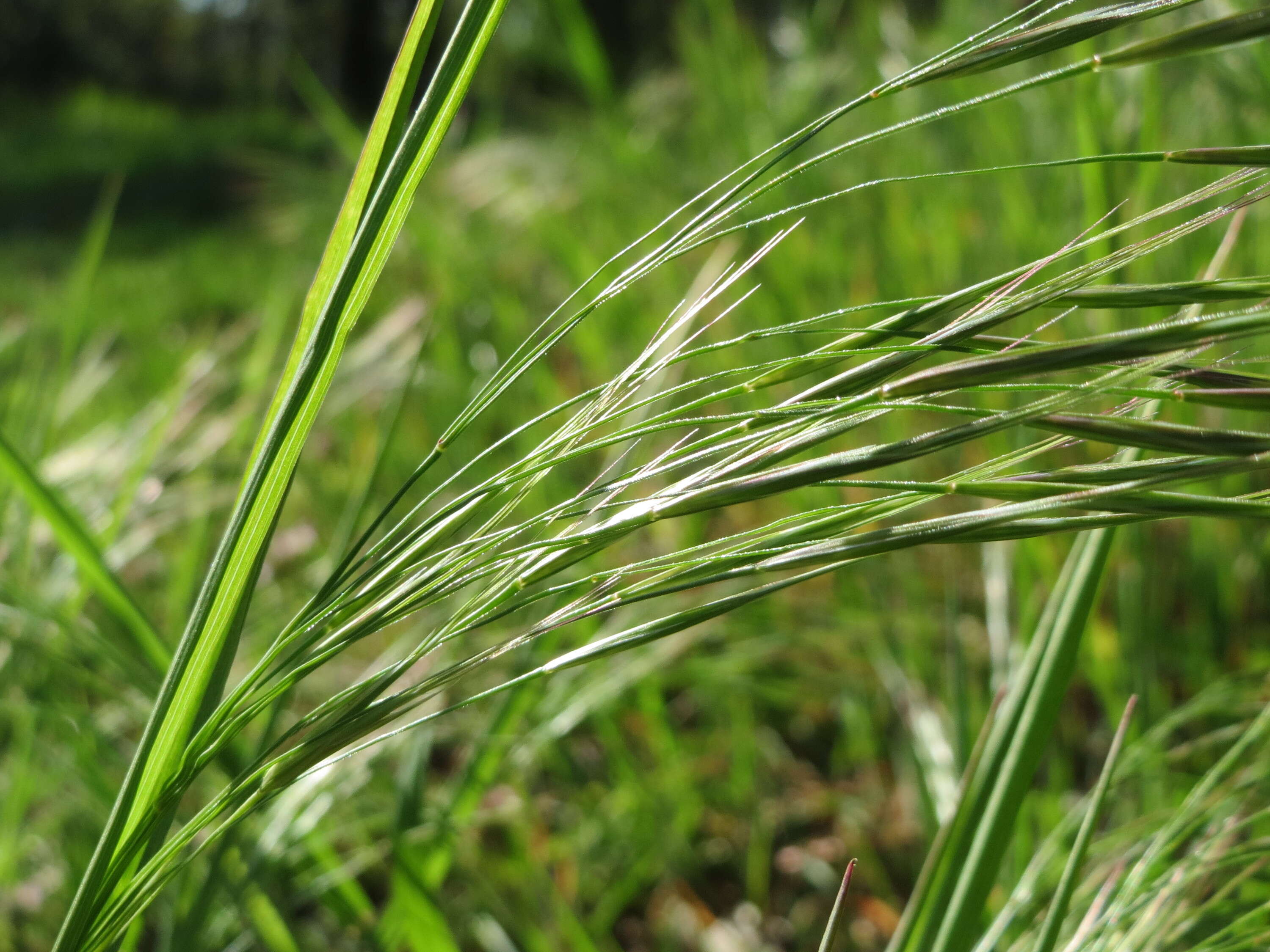 Imagem de Bromus sterilis L.