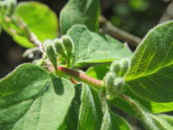 Imagem de Lonicera xylosteum L.