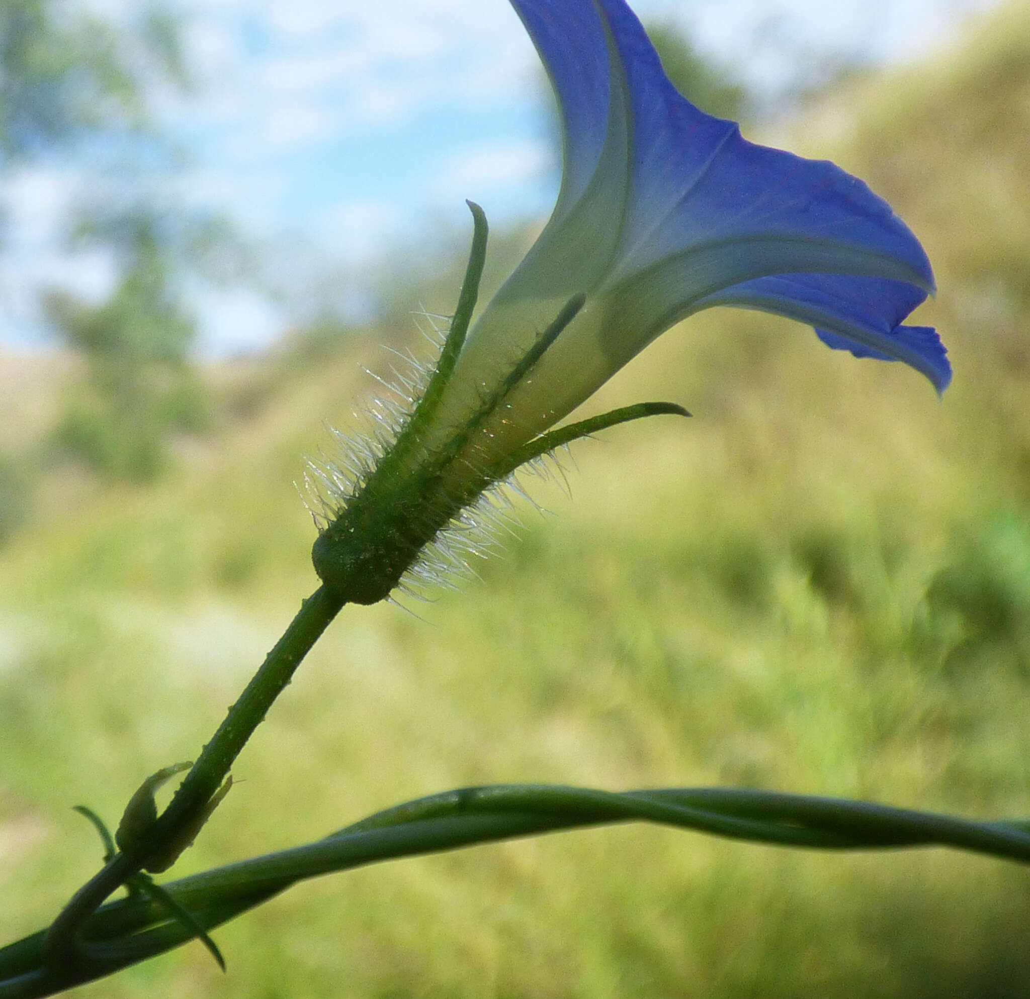 Image de Ipomoea barbatisepala A. Gray