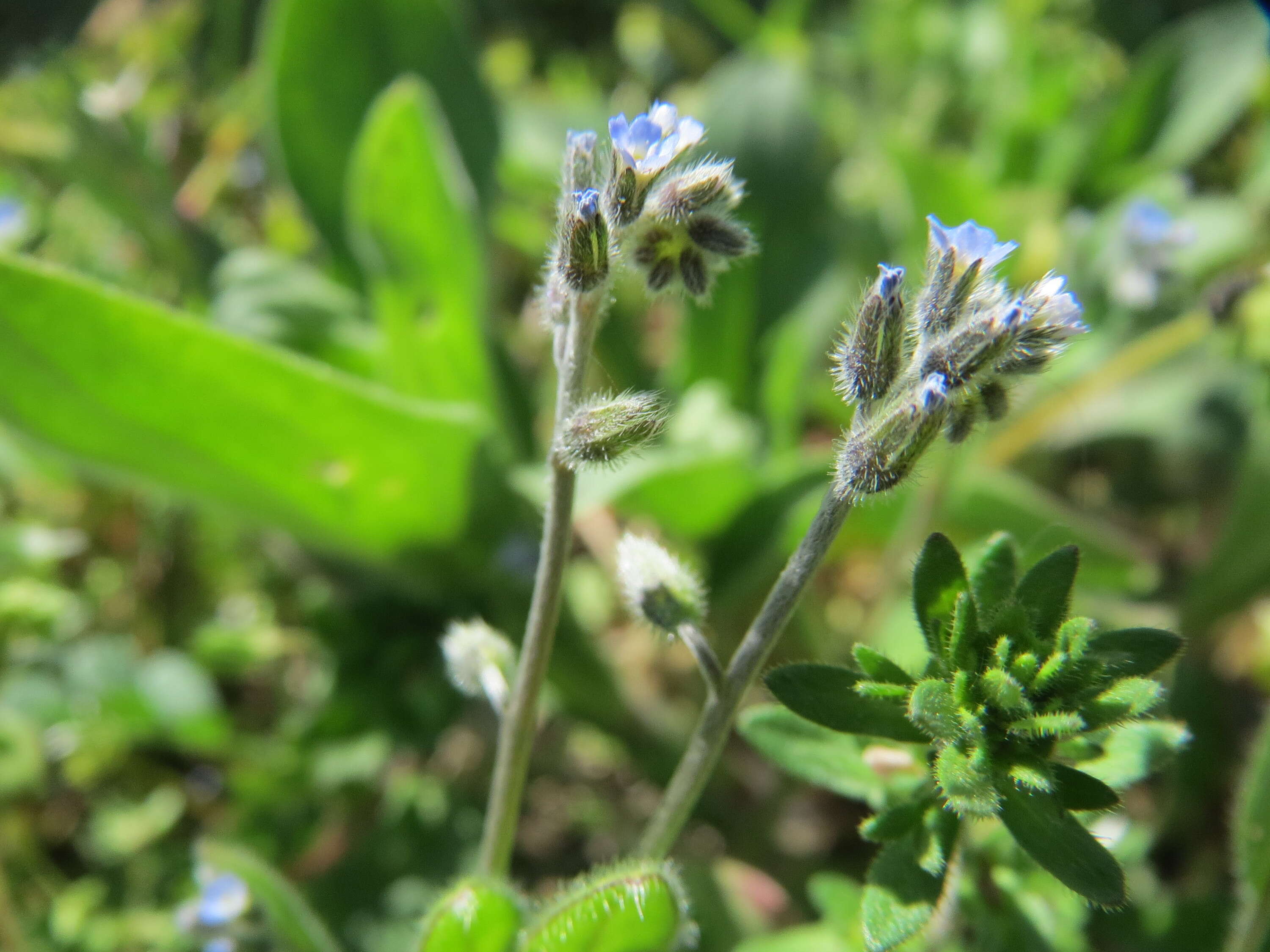 Image of strict forget-me-not