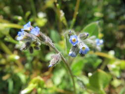 Image of strict forget-me-not