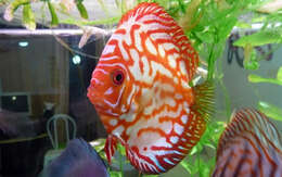 Image of Blue discus