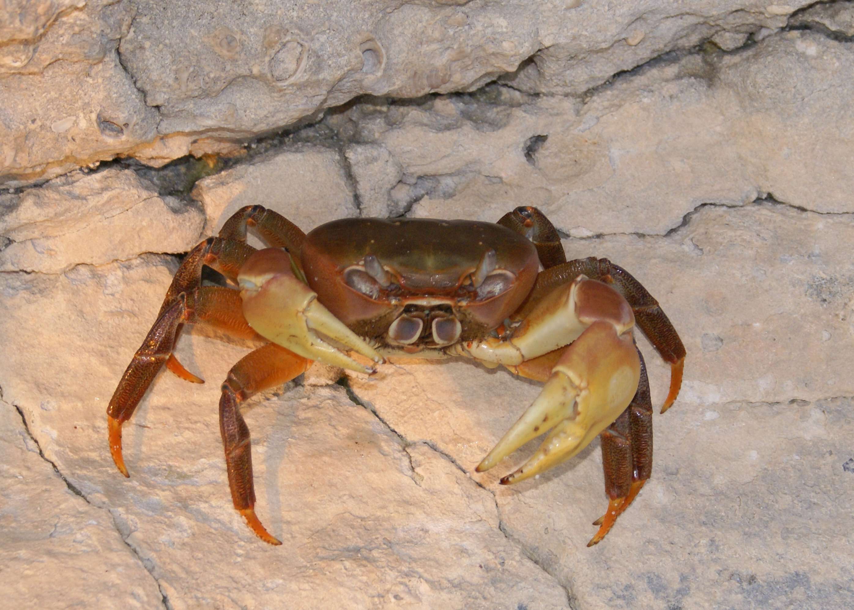 Image of brown land crab