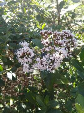 Image of Ageratina pseudochilca (Benth.) R. King & H. Rob.