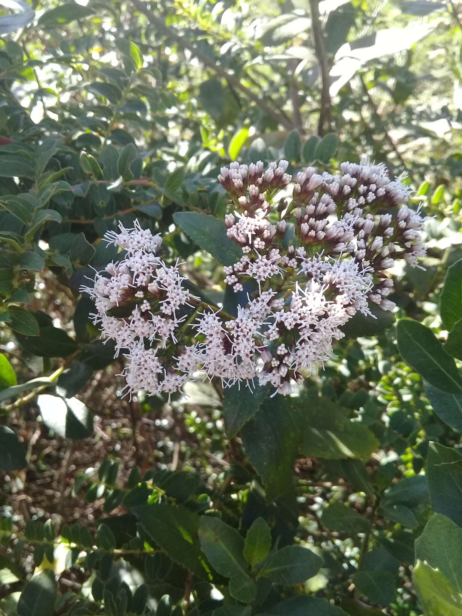 Sivun Ageratina pseudochilca (Benth.) R. King & H. Rob. kuva