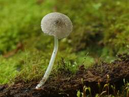 Image of Pluteus hispidulus (Fr.) Gillet 1876