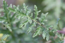 Image of common dogmustard