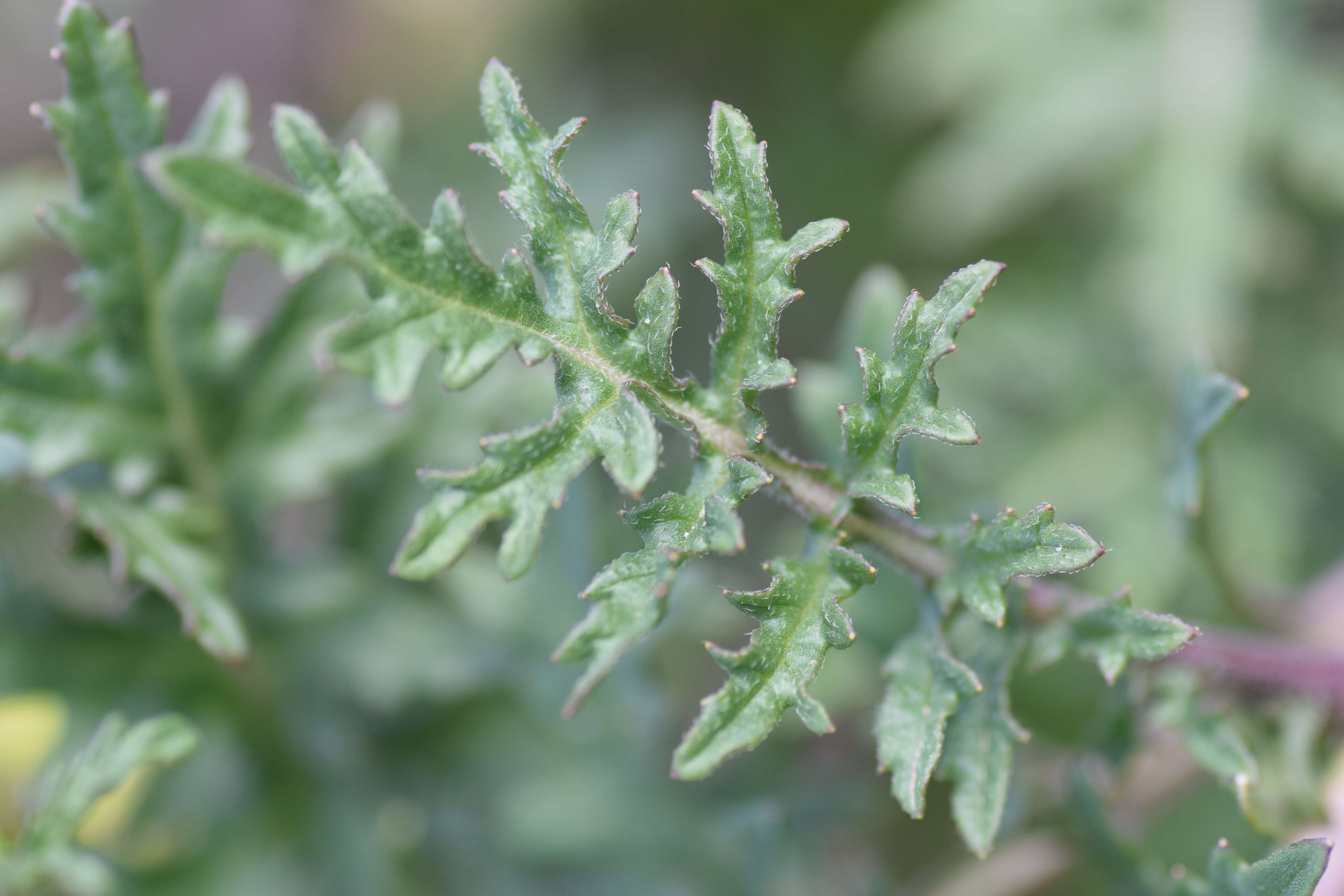 Image of common dogmustard