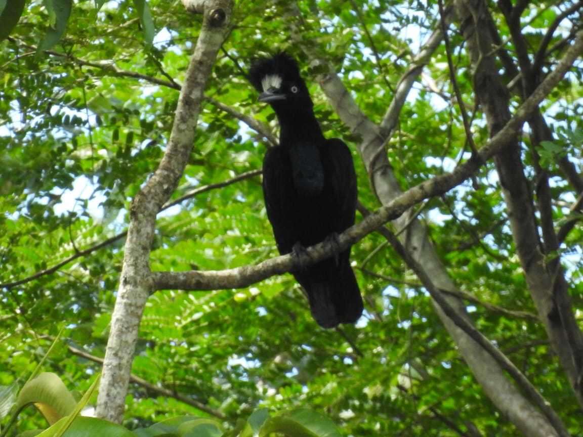 Image of umbrellabird