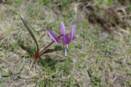 Image of Dog tooth lily