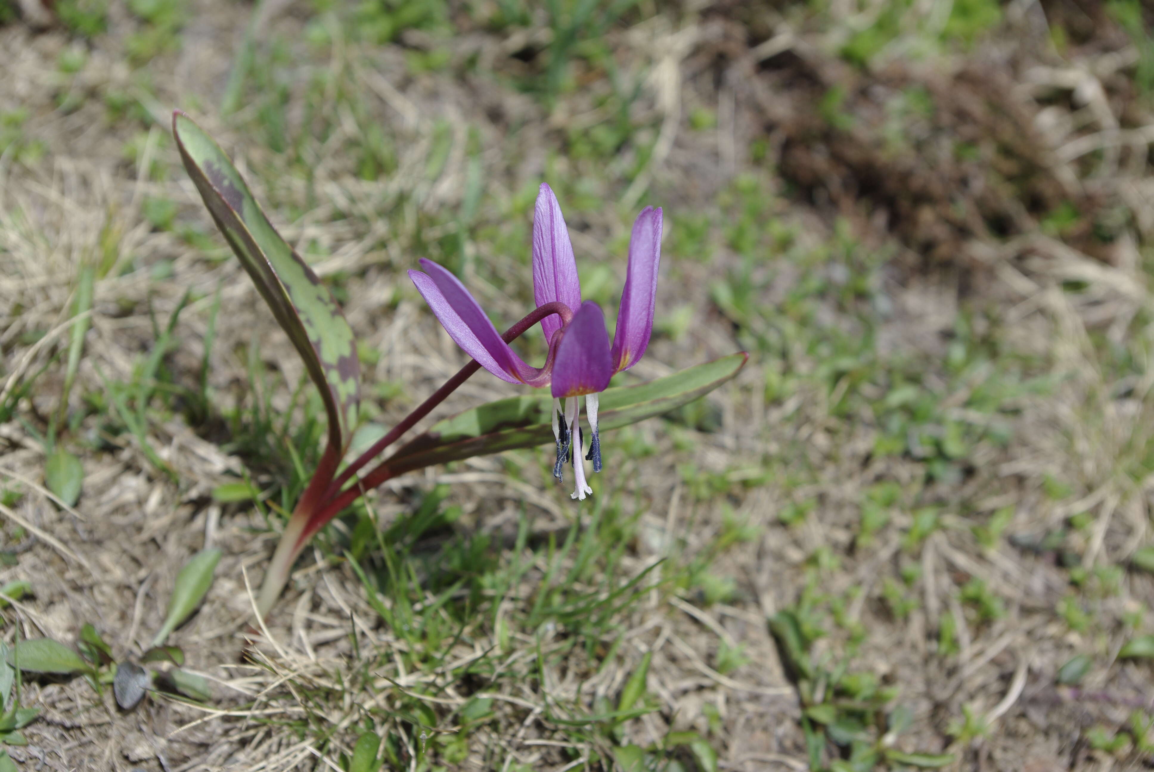 Image of Dog tooth lily