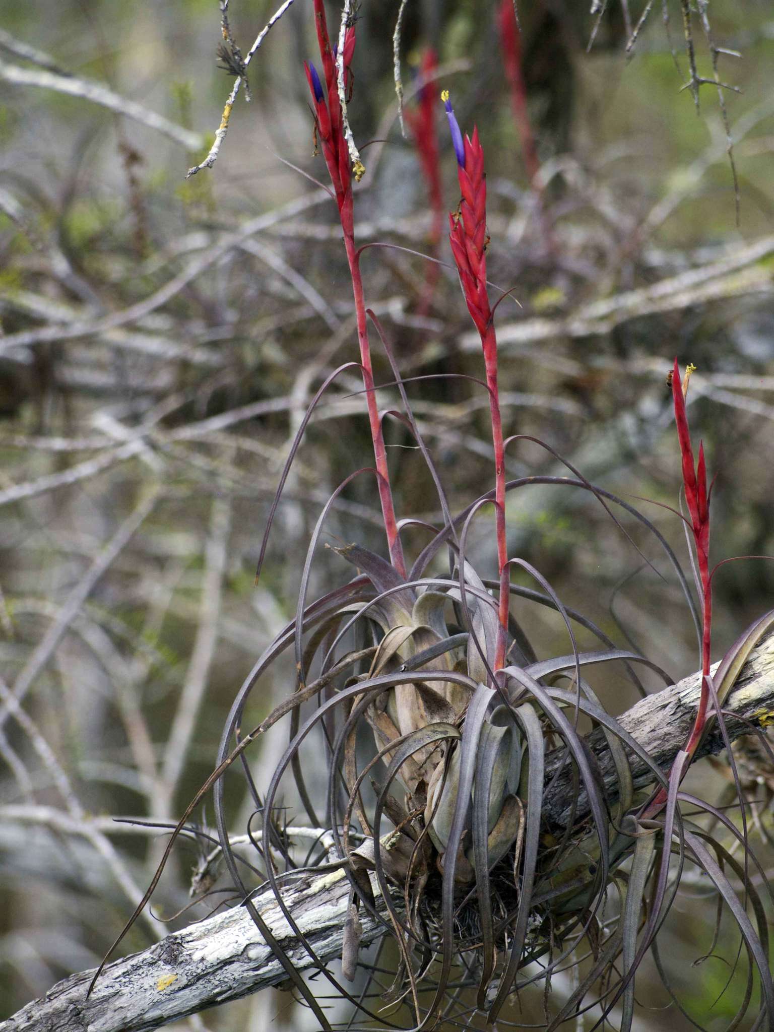 Plancia ëd Tillandsia balbisiana Schult. & Schult. fil.