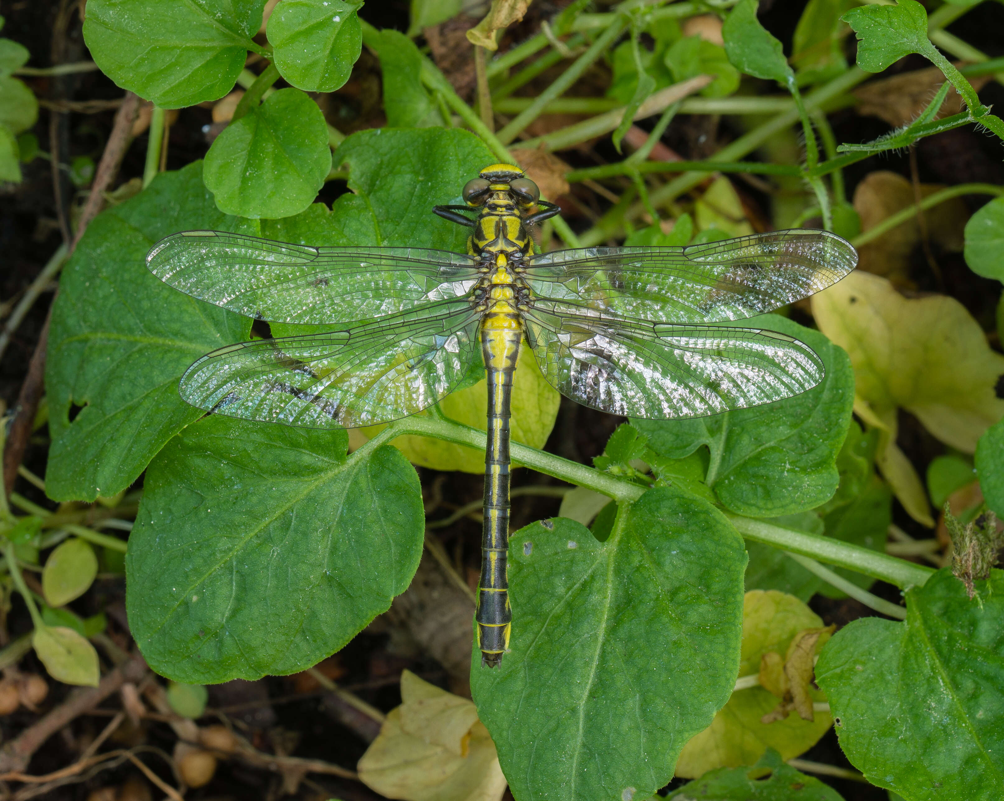 Image of Club-tailed Dragonfly