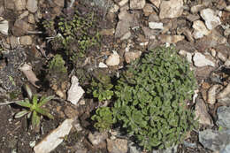 Image of <i>Sedum selskianum</i> Regel & Maak