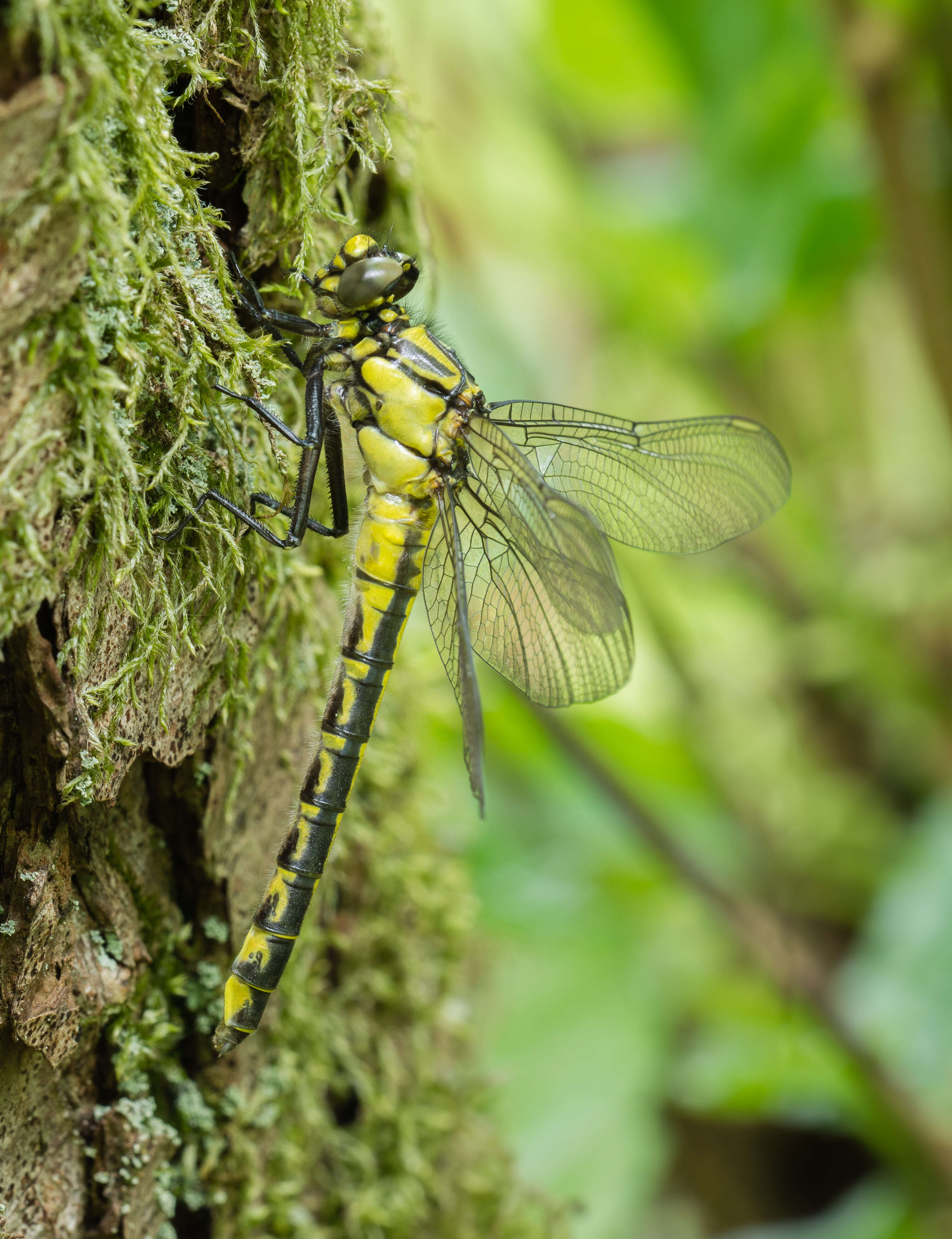 Image of Club-tailed Dragonfly