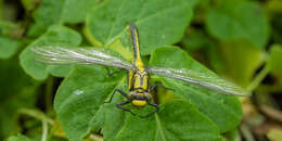 Image of Club-tailed Dragonfly