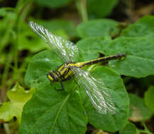 Image of Club-tailed Dragonfly