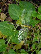 Image of Club-tailed Dragonfly