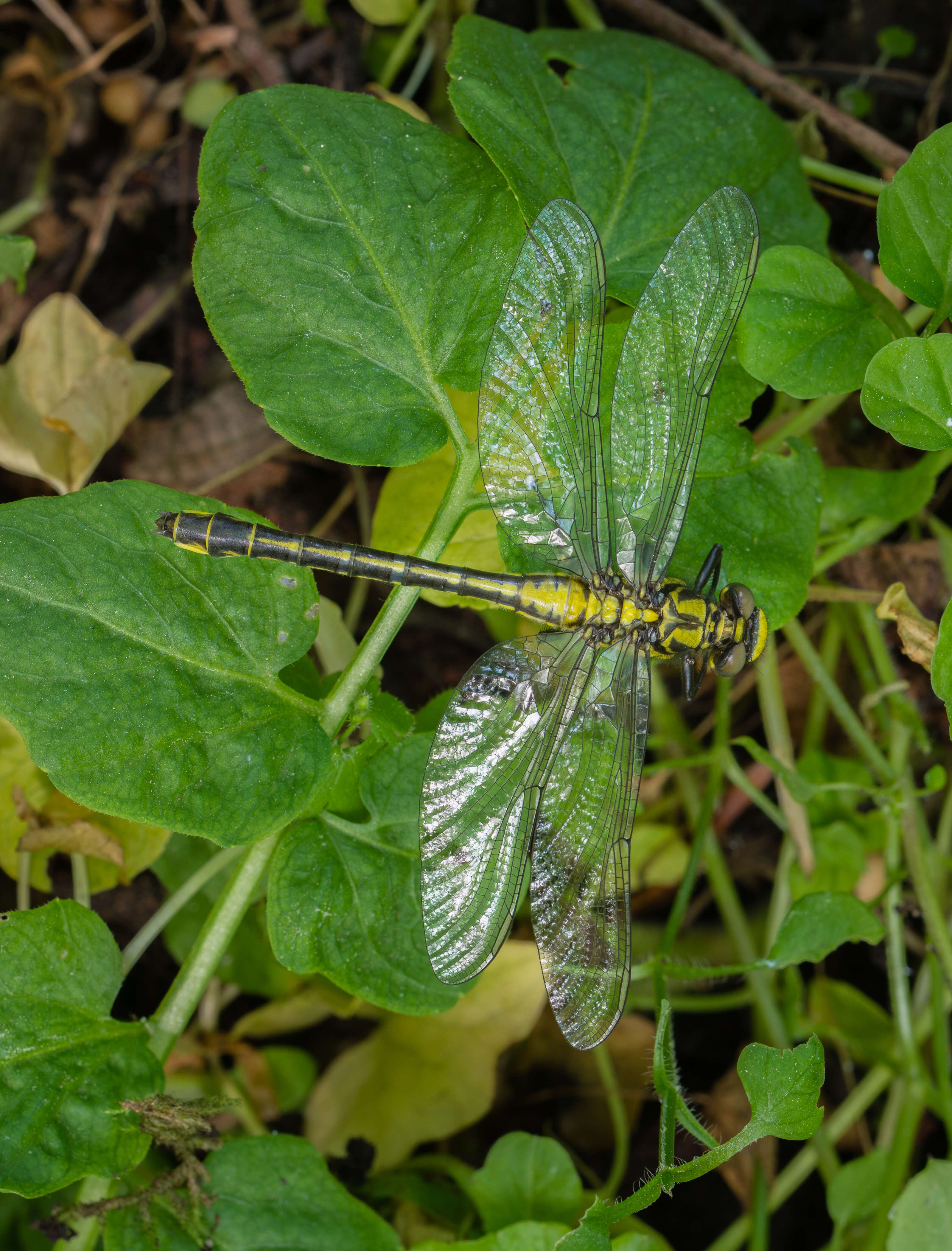 Image of Club-tailed Dragonfly