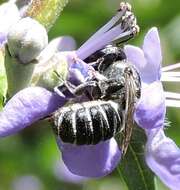 Image of Slender Resin Bee