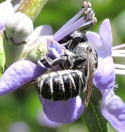 Imagem de Megachile exilis Cresson 1872