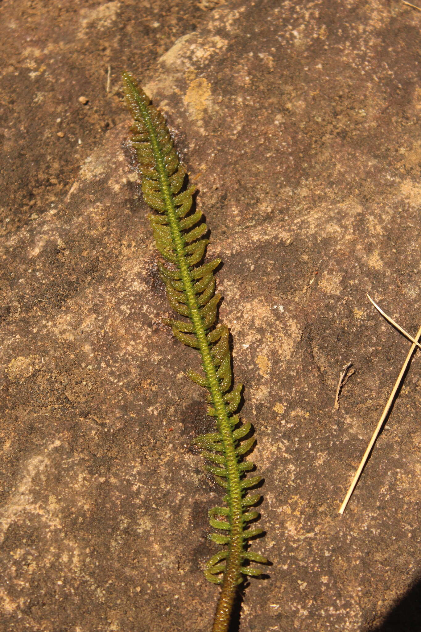 Слика од Hydrostachys polymorpha Klotzsch