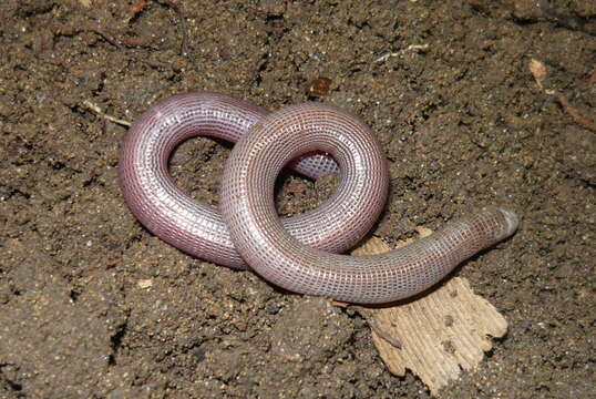 Image of Blind Worm Lizard