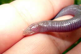 Image of Blind Worm Lizard