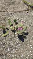 Image of pink sand verbena