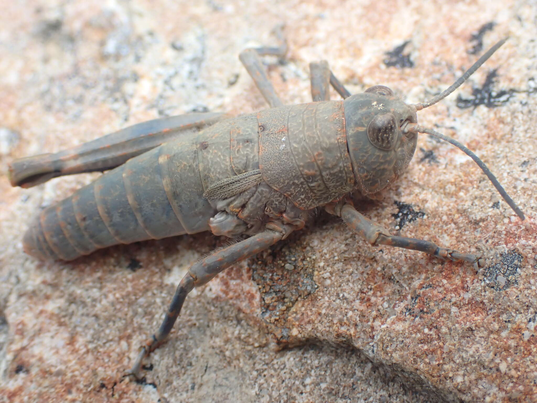 Image de Brachaspis nivalis (Hutton 1898)