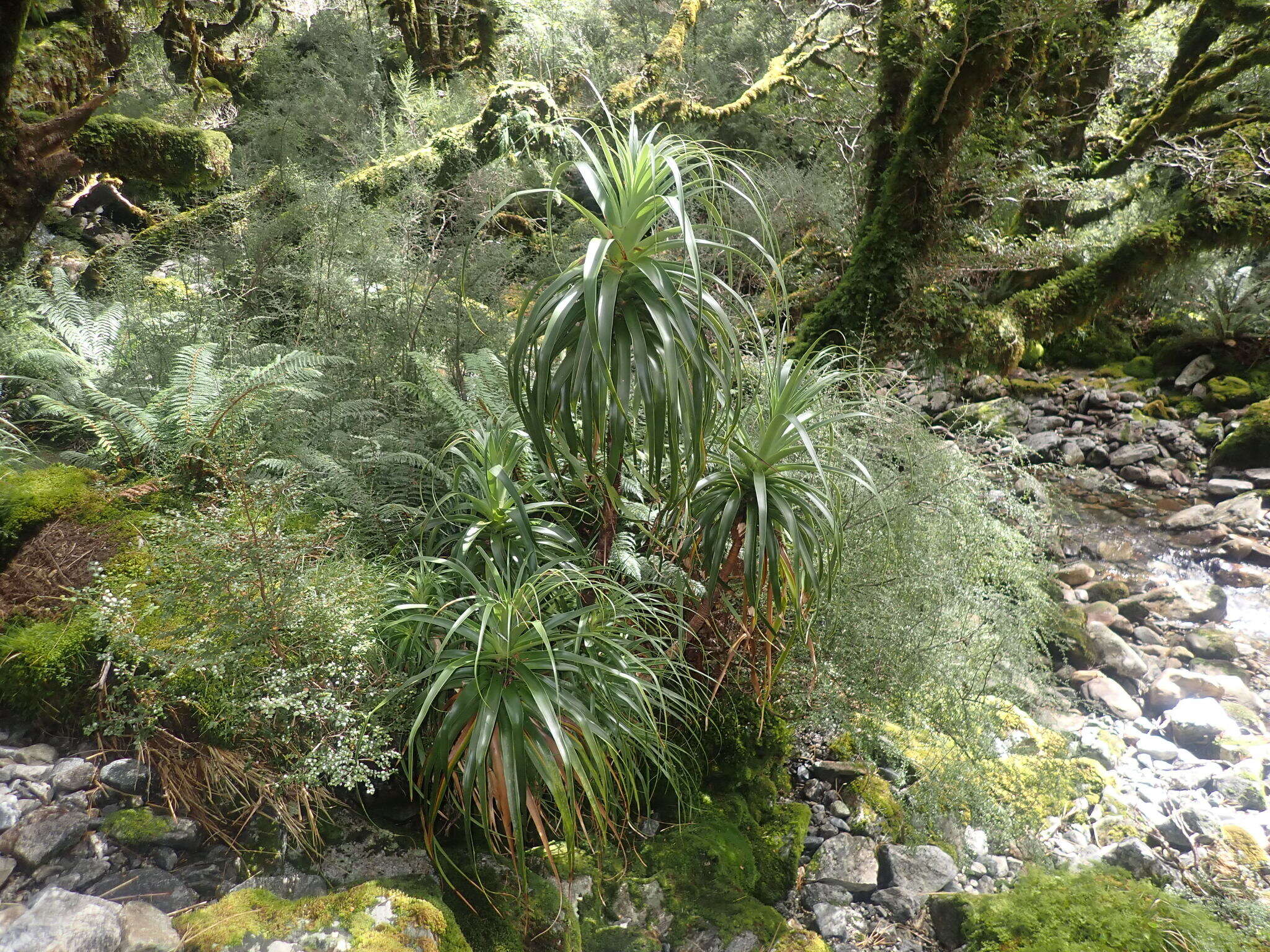 Image de Dracophyllum fiordense W. R. B. Oliv.