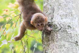 Image of Milne-Edwards’s Macaque