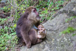 Image of Milne-Edwards’s Macaque