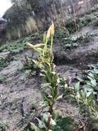 Oenothera stucchii Soldano resmi