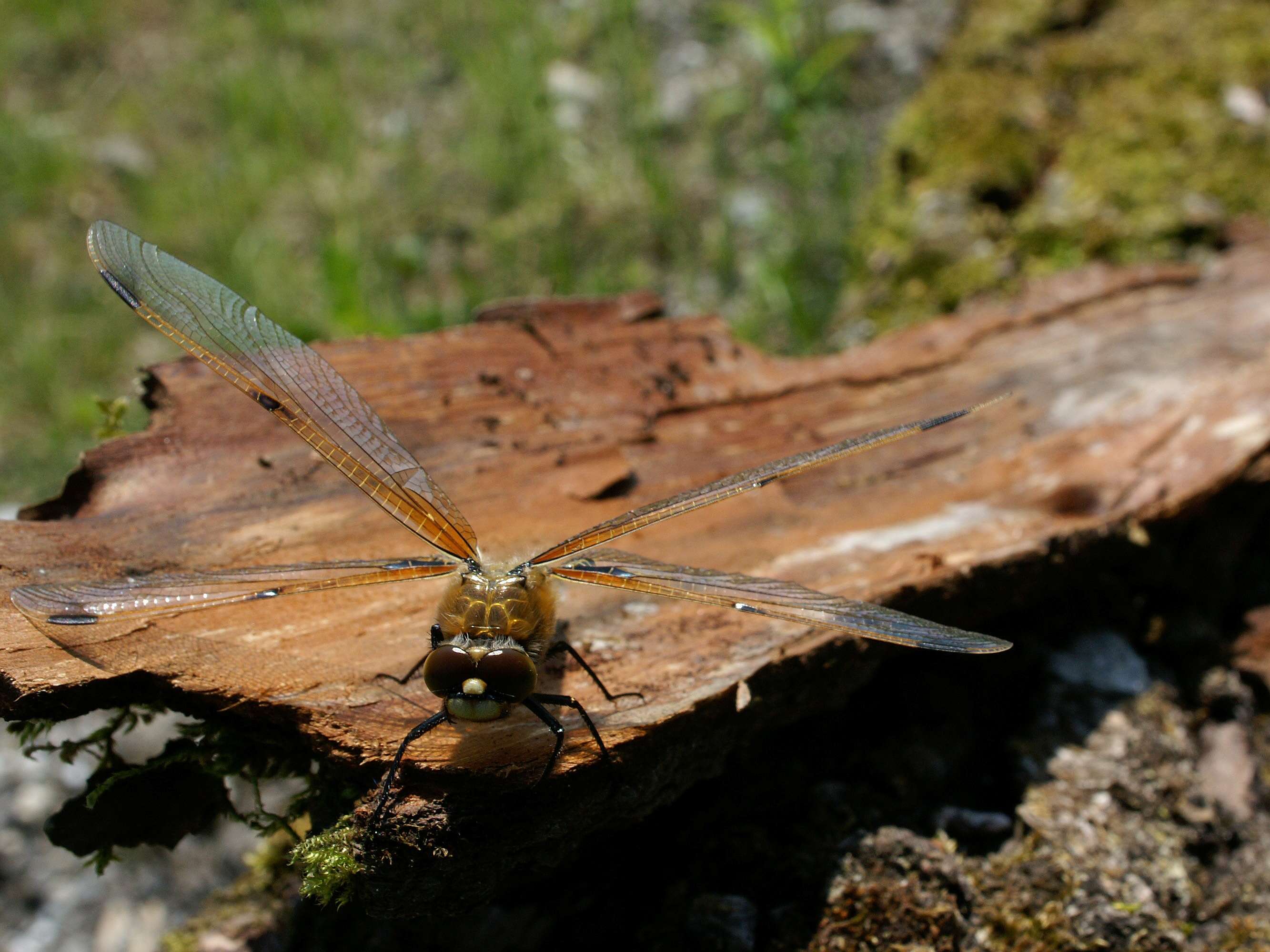 Image of Four-spotted Chaser