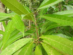 Image of Elaeocarpus kirtonii F. Müll. ex F. M. Bailey