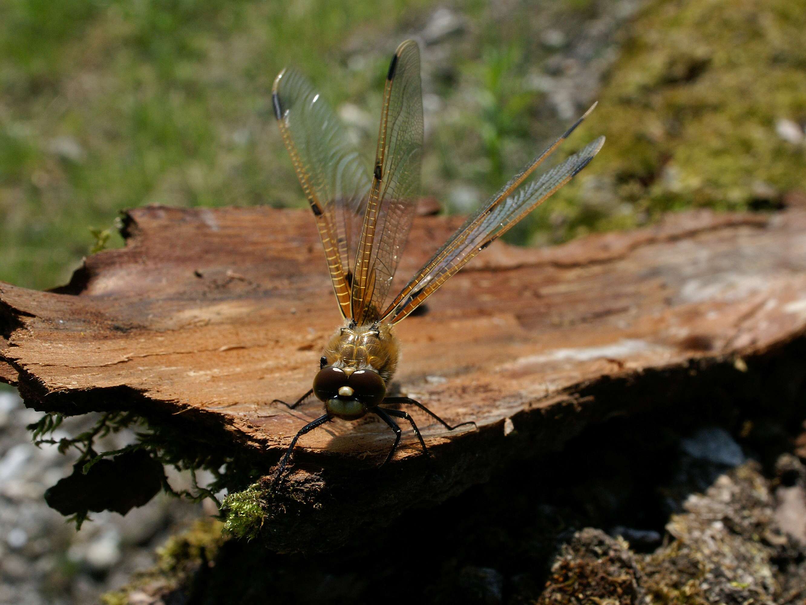 Image of Four-spotted Chaser