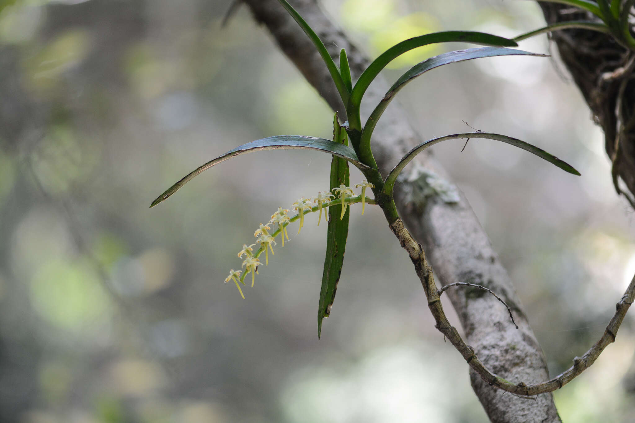 Imagem de Tridactyle bicaudata subsp. bicaudata