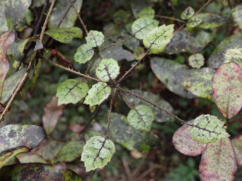 Rubus australis Forst. fil. resmi